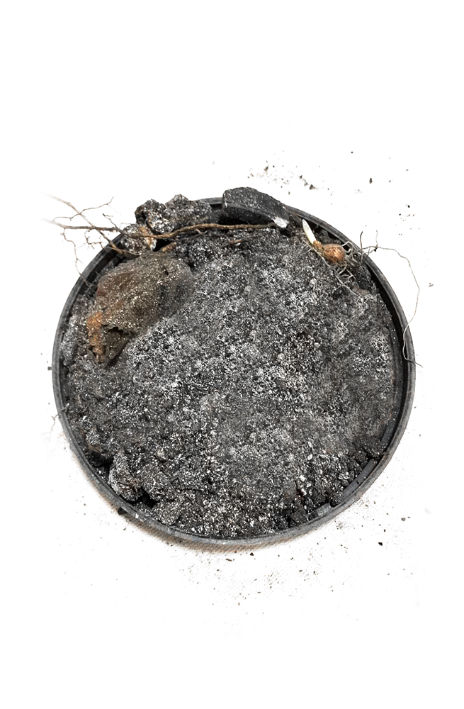 Überreste einer biologisch abbaubaren Kohleurne nach einem Jahr im Erdreich – natürliche Zersetzung und Vermischung mit Erde sichtbar